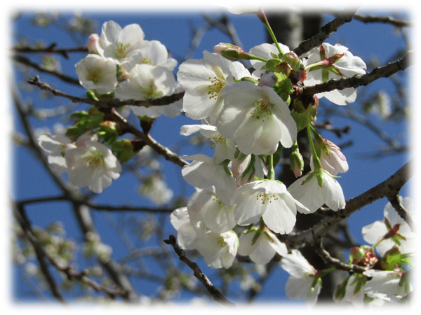 大島桜-1.png